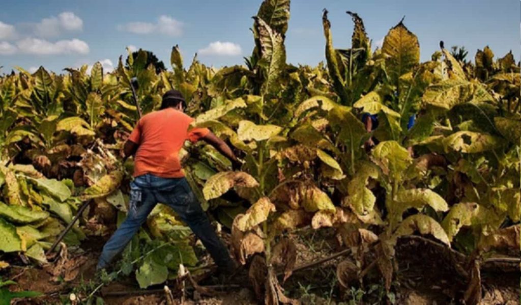 US farmer tending to his tobacco crop