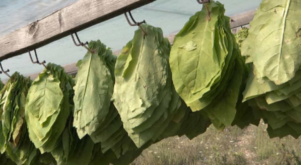 Burley tobacco leaves at different stages of the curing process