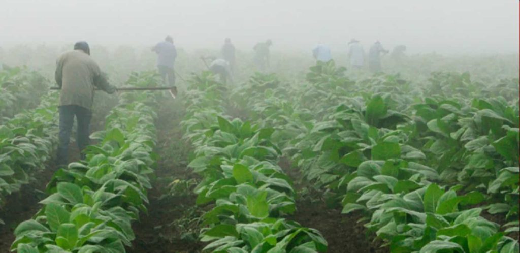 Kentucky farmer harvesting tobacco leaves